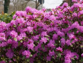 rhododendron in bad zwischenahn