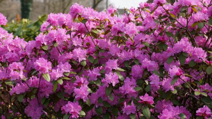 rhododendron in bad zwischenahn